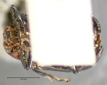 Media type: image; Entomology 17305   Aspect: habitus ventral view